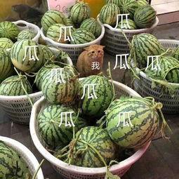 娱乐吃瓜最新瓜